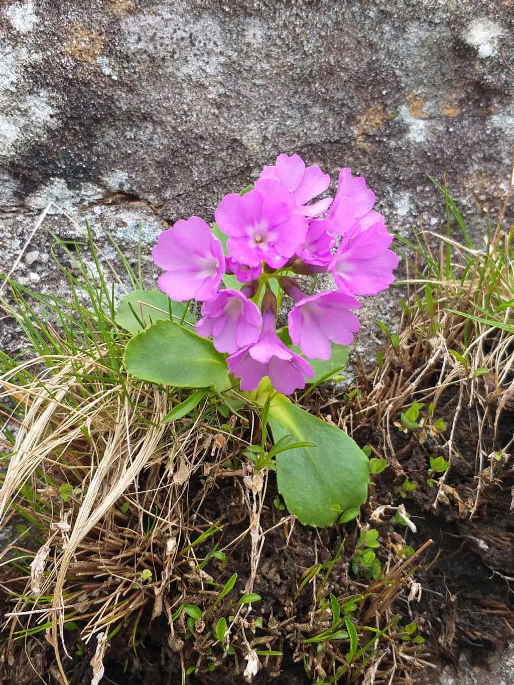 Primula apennina